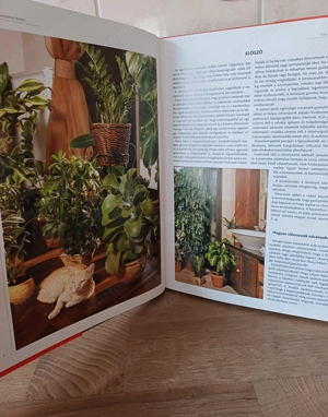 A nagy szobanövény lexikon c. könyv eladó. - kép 4
