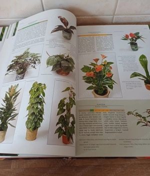 A nagy szobanövény lexikon c. könyv eladó. - kép 9
