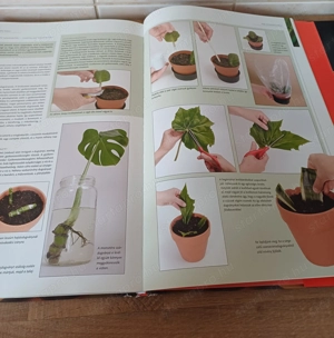 A nagy szobanövény lexikon c. könyv eladó. - kép 14