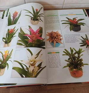 A nagy szobanövény lexikon c. könyv eladó. - kép 7