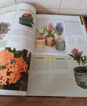 A nagy szobanövény lexikon c. könyv eladó. - kép 10