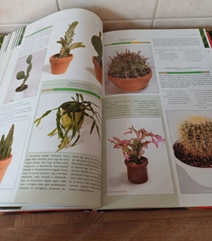 A nagy szobanövény lexikon c. könyv eladó. - kép 12