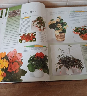 A nagy szobanövény lexikon c. könyv eladó. - kép 6