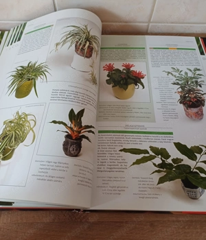 A nagy szobanövény lexikon c. könyv eladó. - kép 8