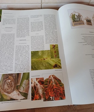 A nagy szobanövény lexikon c. könyv eladó. - kép 15