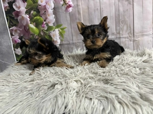 Yorki kiskutyák gazdit keresnek - kép 3