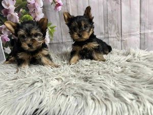 Yorki kiskutyák gazdit keresnek