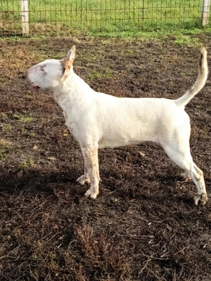 Növendék bullterrier - kép 2
