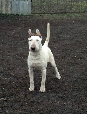 Növendék bullterrier - kép 3