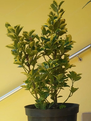 Japán kecskerágó, örökzöld cserje - erkélyünk és kertünk dísze - kép 7