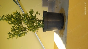 Japán kecskerágó, örökzöld cserje - erkélyünk és kertünk dísze - kép 6