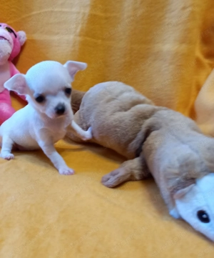 Mini csivava kisfiú