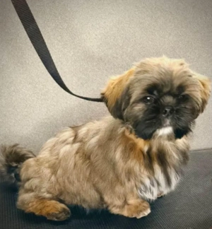 Shih tzu kiskutyák  - kép 5