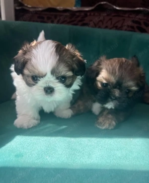 Shih tzu kiskutyák  - kép 4