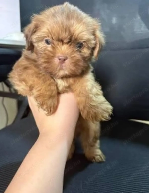Shih tzu kiskutyák 
