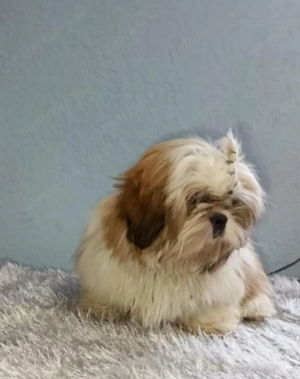 Shih tzu kiskutyák  - kép 2