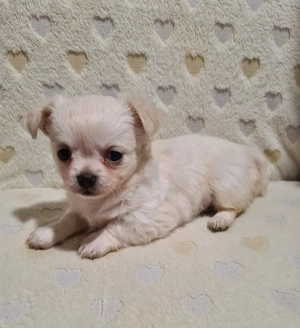 Törzskönyvezett csivava kölykök! Szultán-Sarki Haritage kennel. - kép 3