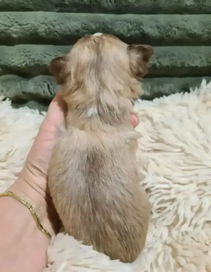 Törzskönyvezett csivava kölykök! Szultán-Sarki Haritage kennel. - kép 6