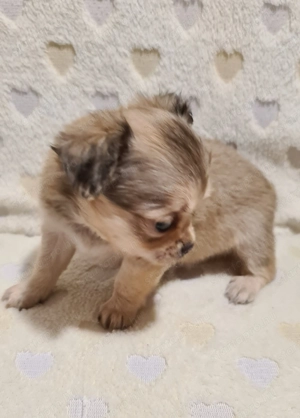 Törzskönyvezett csivava kölykök! Szultán-Sarki Haritage kennel. - kép 12