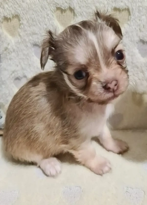 Törzskönyvezett csivava kölykök! Szultán-Sarki Haritage kennel. - kép 5