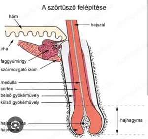 Intim gyanta  Oroszlány Fanni - kép 7
