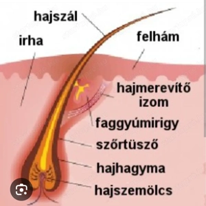 Teljes test gyanta Fanni Oroszlány