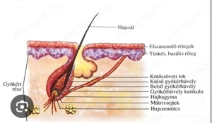 Intim gyanta  Oroszlány Fanni - kép 6