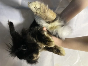 Eladó oroszlán fejű törpe nyúl - kép 2