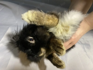 Eladó oroszlán fejű törpe nyúl