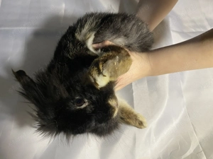 Eladó oroszlán fejű törpe nyúl - kép 4