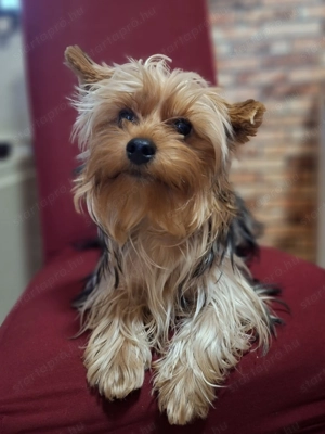 Colorful Yorkshire Terrier