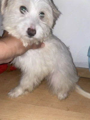 Bichon Havanese  Kiskutya  - kép 2