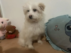 Bichon Havanese  Kiskutya  - kép 3