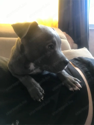 Amerikai bully classic kölyök - kép 3
