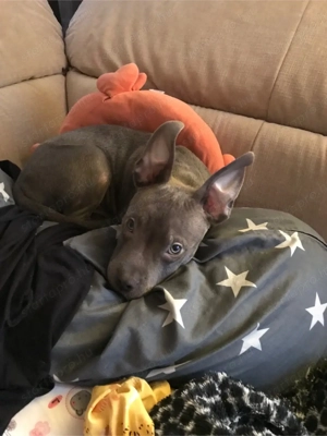 Amerikai bully classic kölyök - kép 4