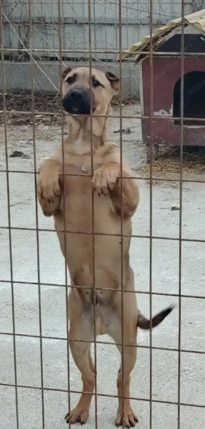 Jászladányi ebrendészeti telep gazdakeresői - kép 12