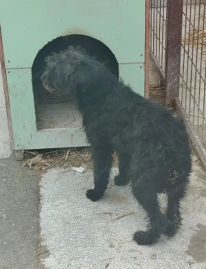 Jászladányi ebrendészeti telep gazdakeresői - kép 15