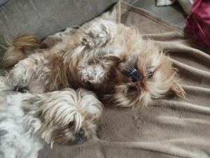 Sí cu jellegű kutyus - kép 5