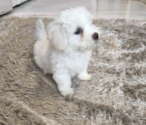 Máltai selyem kisfiú kiskutya  - kép 4