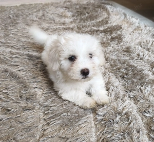 Máltai selyem kisfiú kiskutya  - kép 5