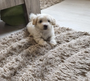 Máltai selyem kisfiú kiskutya  - kép 3