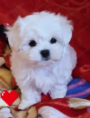 Törzskönyves szülőktől gyönyörűszép minőségi kis méretű Bichon Havanese kiskutyák eladók  - kép 4