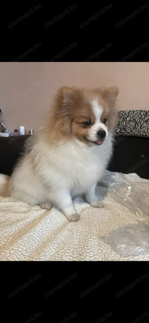 Pomerániai törpe spitz  - kép 9