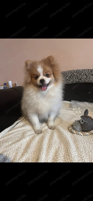 Pomerániai törpe spitz  - kép 2