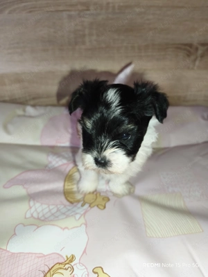 Cuki Yorki jellegű kutyusok szerető gazdit keresnek! - kép 4