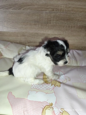 Cuki Yorki jellegű kutyusok szerető gazdit keresnek!