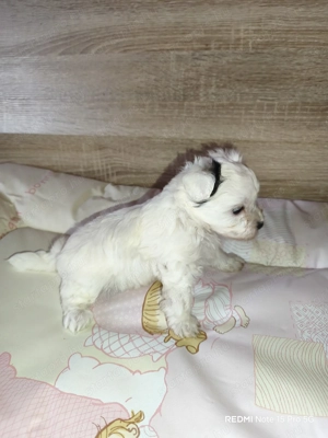 Cuki Yorki jellegű kutyusok szerető gazdit keresnek! - kép 9