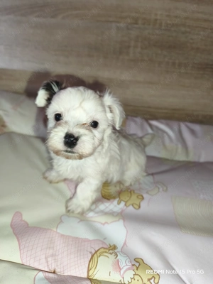 Cuki Yorki jellegű kutyusok szerető gazdit keresnek! - kép 6