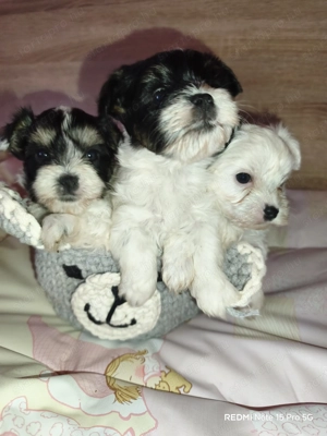 Cuki Yorki jellegű kutyusok szerető gazdit keresnek! - kép 10