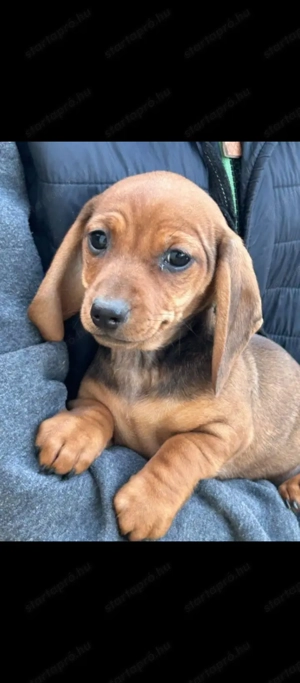 Vörös törpe tacskó  - kép 3